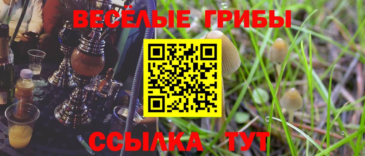 Галлюциногенные грибы Psilocybe Великие Луки